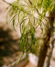 Acacia cognata (A. subprosa)