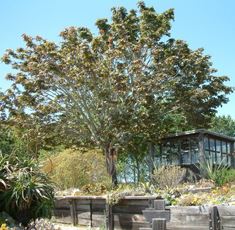 Acer macrophyllum Standard