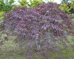 Acer palmatum dissectum 'Inabe Shidare'