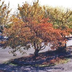 Acer tataricum ginnala (A. g.)
