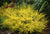Coleonema pulchrum 'Sunset Gold' (Diosma pulchra)