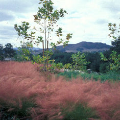 Muhlenbergia capillaris 'Regal Mist' ('Lenca')