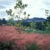 Muhlenbergia capillaris 'Regal Mist' ('Lenca')