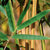 Bambusa multiplex 'Alphonse Karr' (B. glaucescens)