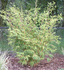 Bambusa multiplex 'Alphonse Karr' (B. glaucescens)