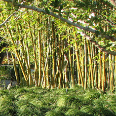 Bambusa oldhamii (Sinocalamus o.)