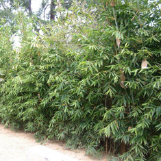 Bambusa oldhamii (Sinocalamus o.)