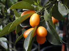 Citrus Kumquat 'Nagami' Standard