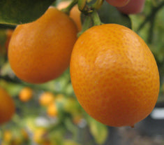 Citrus Kumquat 'Nagami' Standard