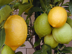 Citrus Lemon 'Eureka' Standard