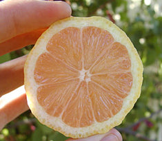 Citrus Lemon 'Pink Lemonade' Standard ('Variegated Pink')