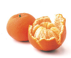 Citrus Mandarin 'Algerian' Standard ('Clementine')('Fremont')