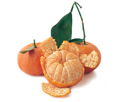 Citrus Mandarin 'Dancy' Standard