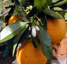 Citrus Orange 'Valencia' Standard