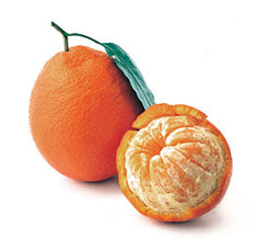 Citrus Tangelo 'Minneola' Standard