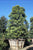 Podocarpus gracilior Column (Afrocarpus elongatus) (Nageia falcatus)