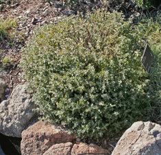 Teucrium chamaedrys (T. x lucidrys)