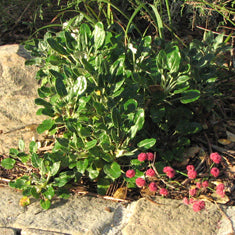 Eriogonum grande rubescens (E. r.)(E. latifolium r.)