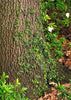 Ficus pumila (F. repens)