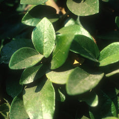 Ficus pumila (F. repens)