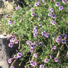 Verbena lilacina 'De La Mina'