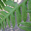 Woodwardia fimbriata (W. chamissoi)(W. radicans)