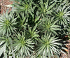 Echium candicans (E. fastuosum)