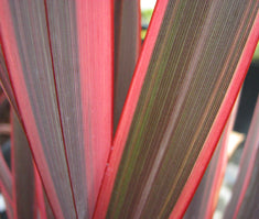 Phormium 'Red-Dark Green'