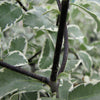 Pittosporum tenuifolium 'Marjorie Channon' (P. nigricans)