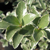 Pittosporum tenuifolium 'Marjorie Channon' (P. nigricans)