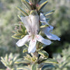 Westringia fruticosa 'Smokey' (W. rosmariniformis)