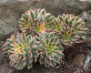 Aeonium 'Sunburst' ('Tricolor')