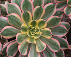 Aeonium 'Sunburst' ('Tricolor')