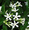 Trachelospermum jasminoides Staked (Rhynchospermum)