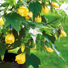 Abutilon hybrid 'Yellow' Patio Tree