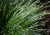 Carex tumulicola (C. divulsa)