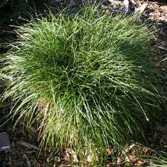 Carex tumulicola (C. divulsa)