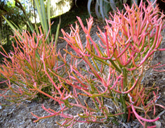 Euphorbia tirucalli 'Sticks on Fire'