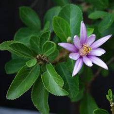 Grewia occidentalis Bush (G. caffra)