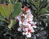 Rhaphiolepis umbellata 'Minor' (R. u. ovata)(R. ovata)('Gulf Green')