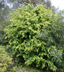 Ficus benjamina Standard