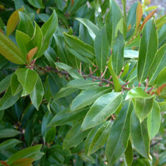 Prunus caroliniana 'Bright 'n Tight'  Column ('Compacta')