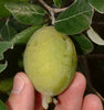 Feijoa sellowiana (Acca s.)