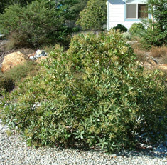 Heteromeles arbutifolia (Photinia a.)