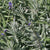 Lavandula angustifolia 'Hidcote' (L. officinalis)(L. vera)