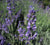 Lavandula angustifolia 'Munstead' (L. officinalis)(L. vera)