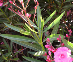 Nerium oleander 'Pink Double Flower'