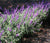 Salvia leucantha 'Santa Barbara'