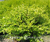Buxus microphylla japonica 'Green Beauty'
