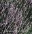 Lavandula angustifolia (L. officinalis)(L. vera)